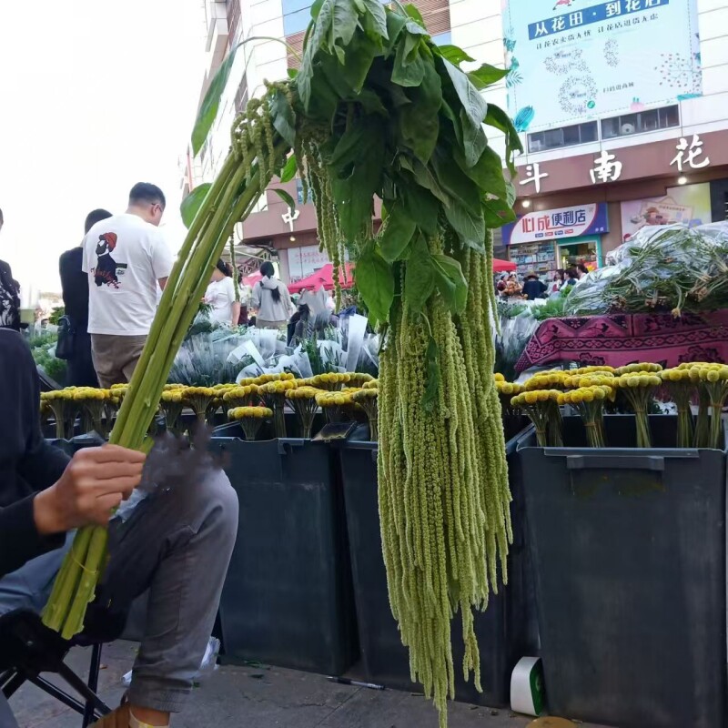 新鲜吊米，柔丽丝，情人泪，鲜切花云南昆明基地直发