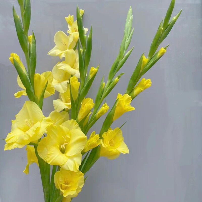 剑兰鲜花 家庭插花云南昆明斗南梅丰花卉基地直发