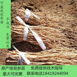 党参苗党参种植种苗包邮甘肃发货量大可批白条党参500克包邮正品