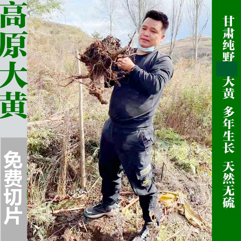 甘肃天然特级唐古特大黄切片250克包邮无硫掌心叶可整根磨粉