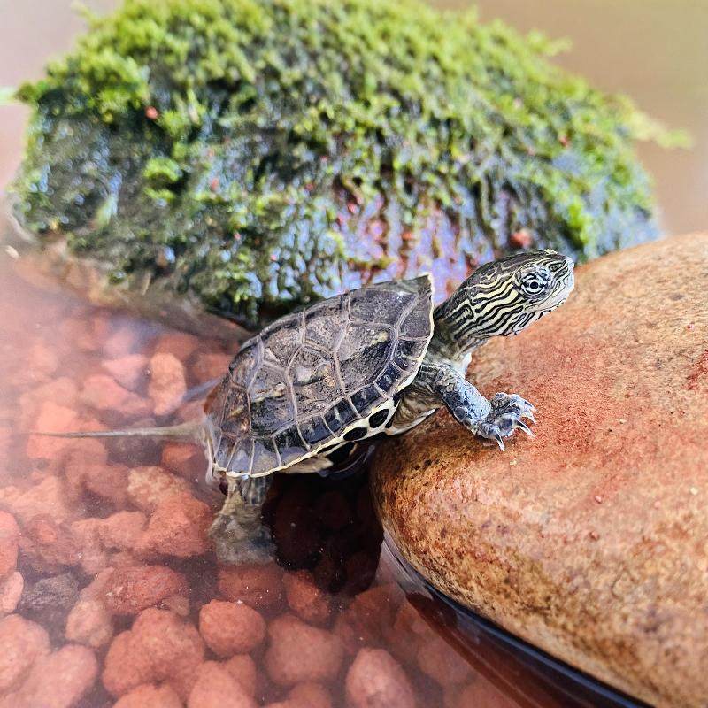 适合家养的小乌龟活物认主中华花草杂龟苗好养易存活淡水迷你宠物