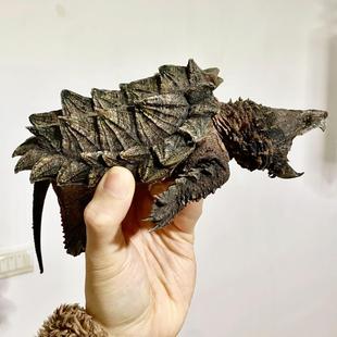 可以长大鳄龟苗乌龟活体原种真北美小鳄龟暴刺纯杂佛观赏深水宠物