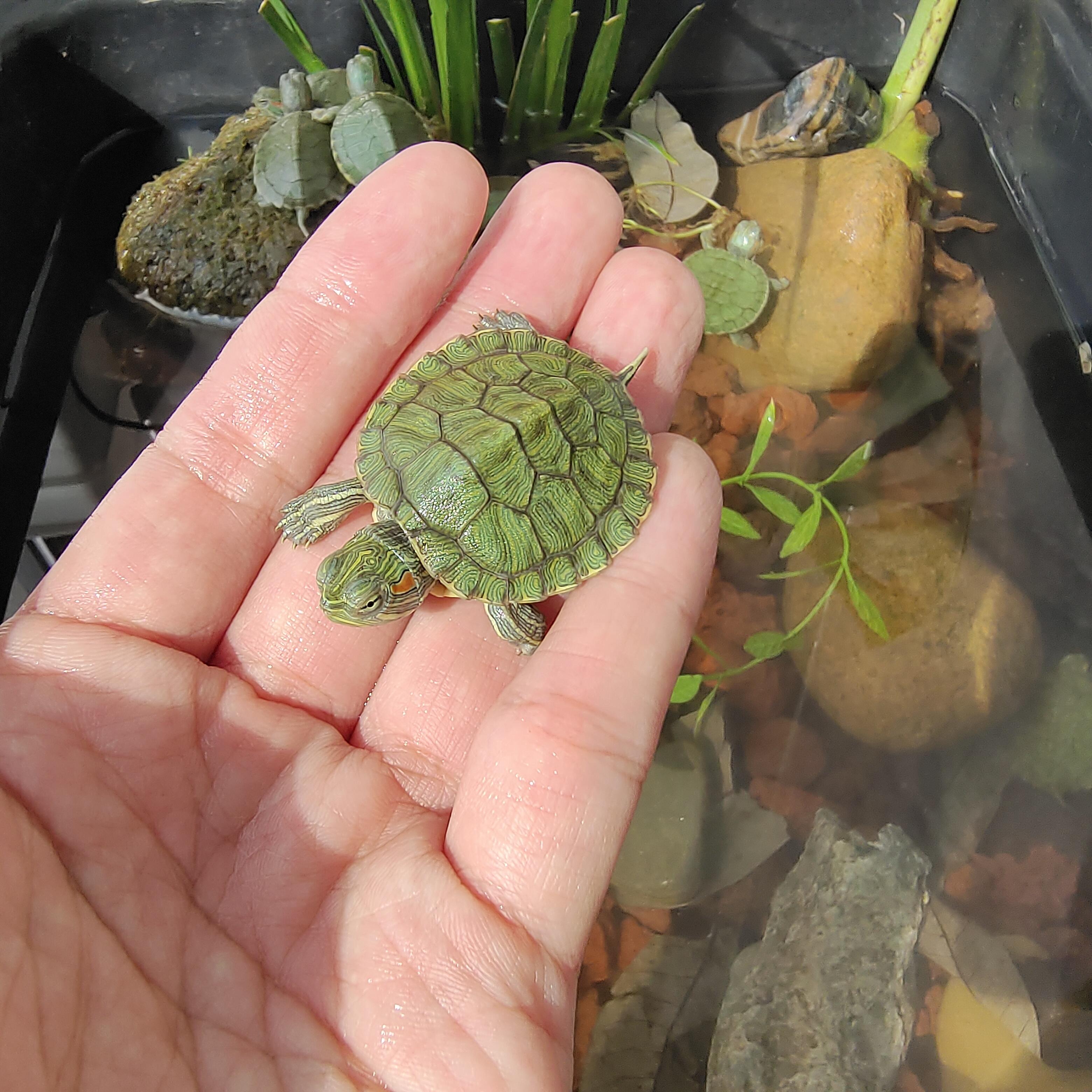 适合家养的巴西迷你小乌龟易存活好养认主宠物中华草龟苗一公一母