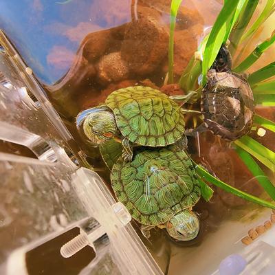 乌龟活物小草适合家养的巴西