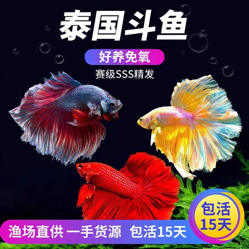 泰国斗鱼一公一母活体好养