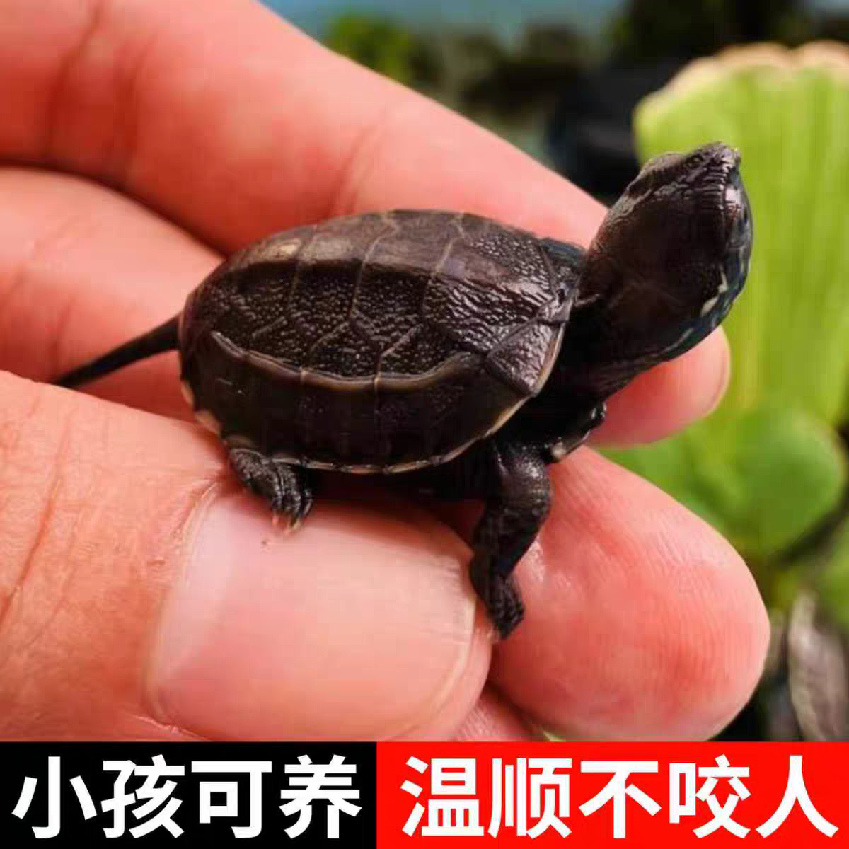 苏北金线中华草龟苗认主人迷你观赏小乌龟活物适合家养的水生宠物