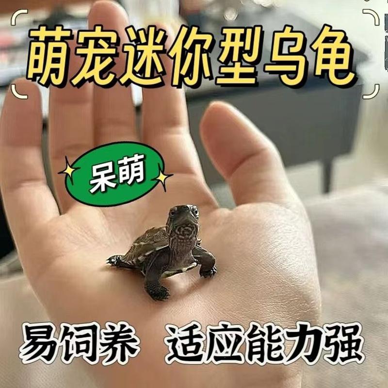 招财乌龟中华草龟好养易存活宠物