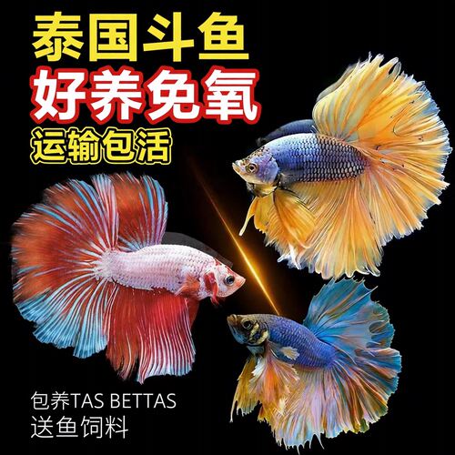 泰国斗鱼一公一母活体好养新手