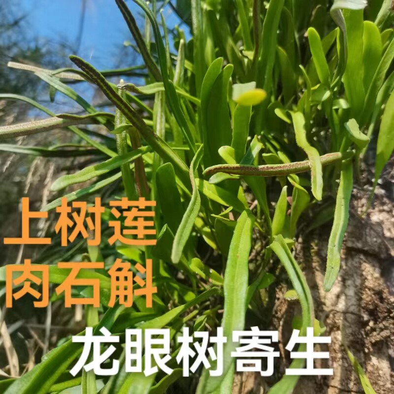 广西龙眼树寄生上树莲新鲜深山抱树莲桂圆树寄生茶上木蛇树苇包邮