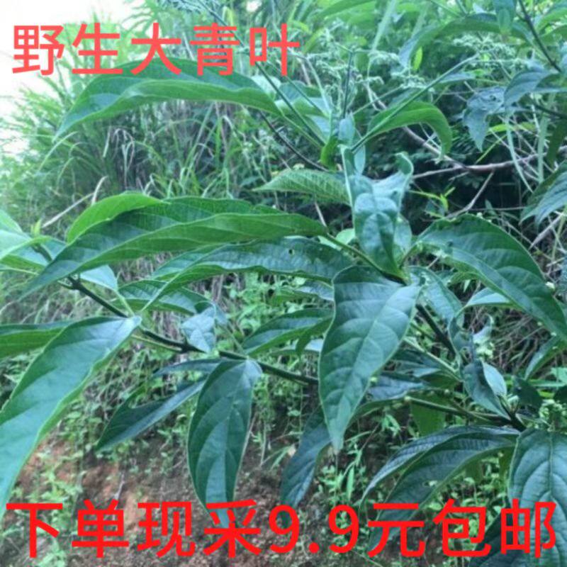 广西草药新鲜现采廖大青叶根食用大青树叶大百解苗干货自然包邮