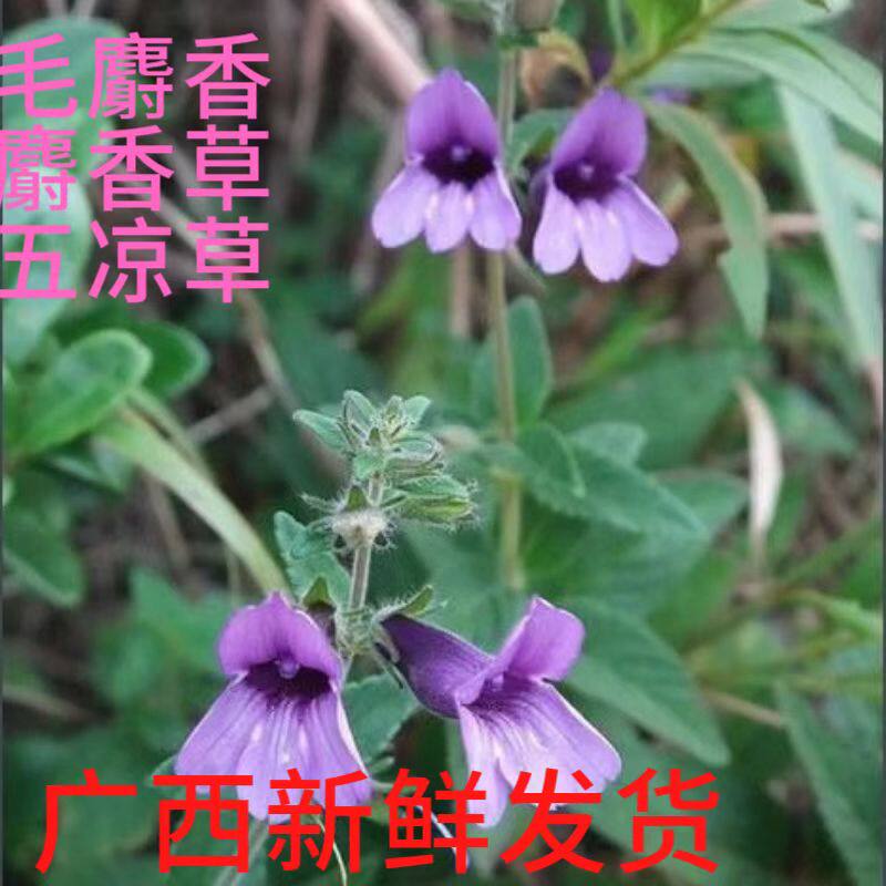 广西新鲜毛麝香草麝香草五凉草酒子草毛老虎饼草毛香百香500包邮