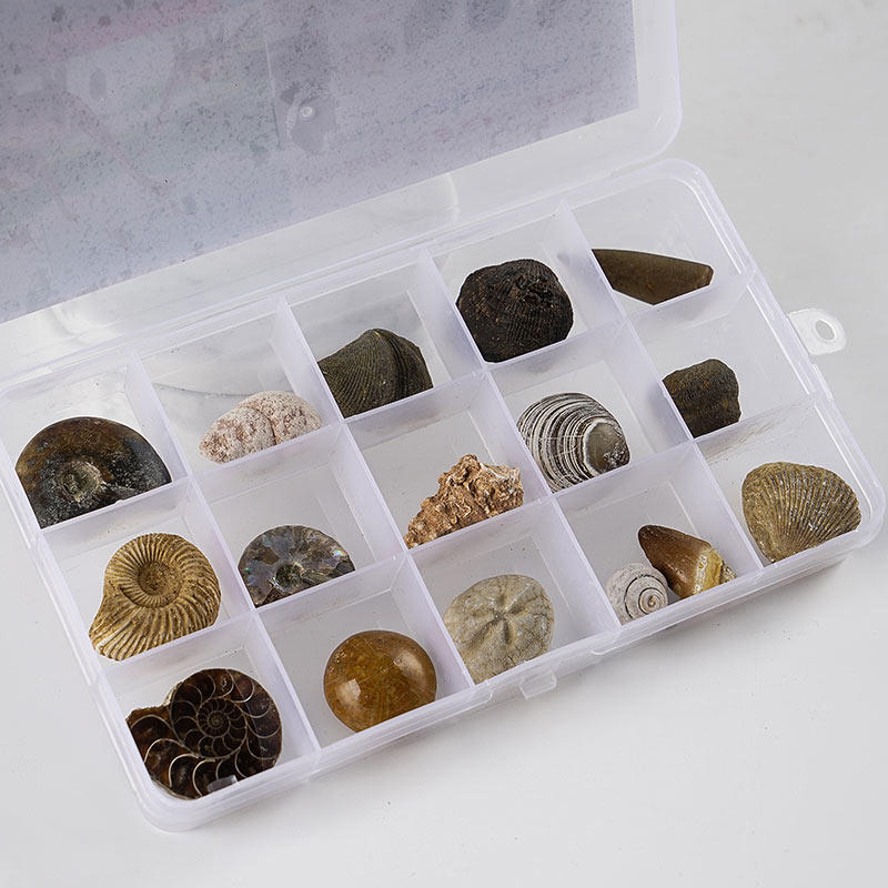 天然古生物化石标本套盒菊螺原石儿童科普玩具奇石教学标本盲盒