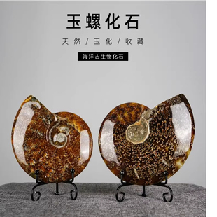 斑彩玉螺化石天然菊石摆件客厅玄关装饰品创意家居办公室桌面摆件