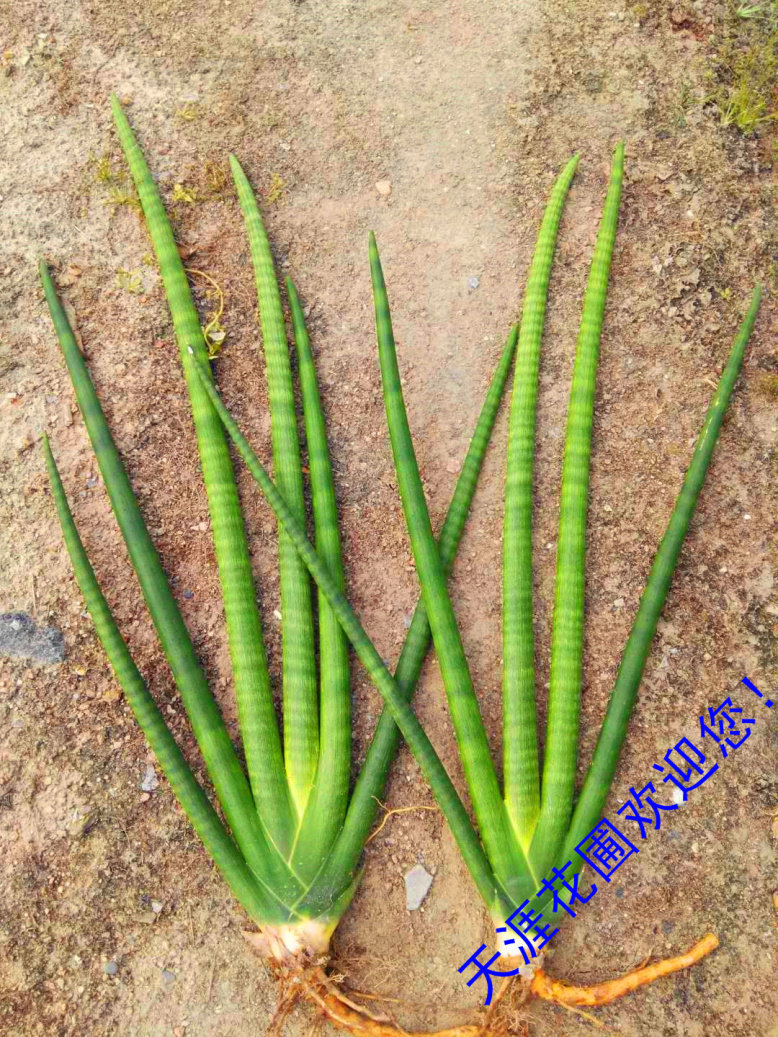 虎皮兰佛前香圆叶棒叶虎尾兰带根北欧风格净化空气。。。。