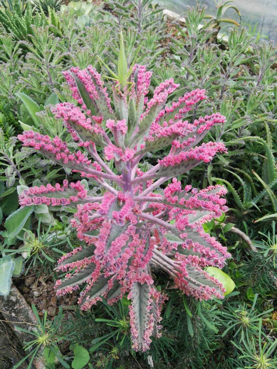 宽叶 花叶不死鸟 景天科多肉植物中小型植物精品特卖.