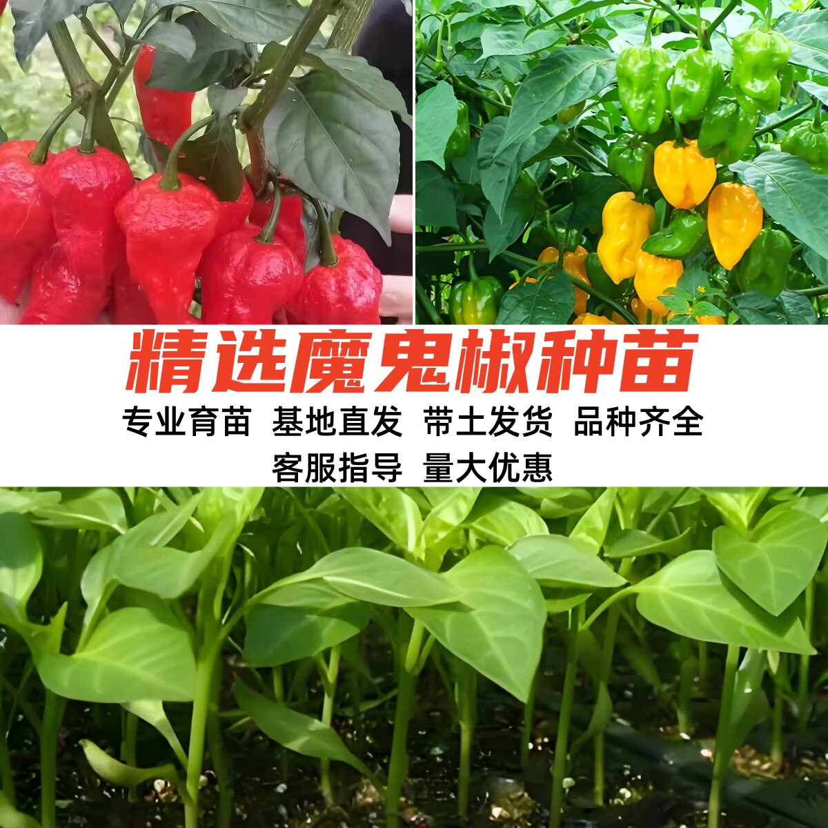 高产巨辣红黄魔鬼椒苗秧苗变态辣印度断魂椒种子四季阳台蔬菜盆栽