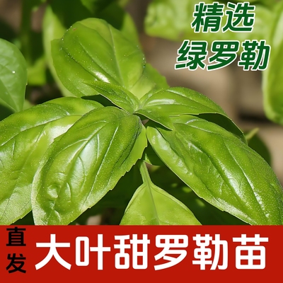 罗勒种苗盆栽绿紫罗勒种子柠檬罗勒苗罗勒叶种籽大叶九层塔驱蚊草