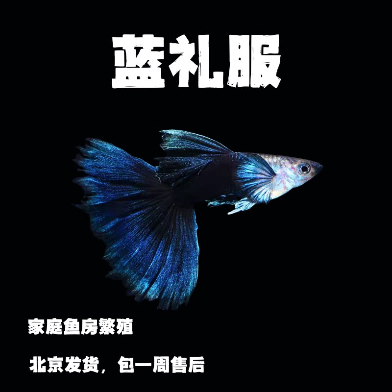 蓝礼服孔雀鱼小型热带鱼观赏鱼胎生鱼孕母鱼纯种球体短体皮实好养