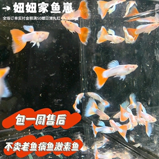 孔雀鱼天空蓝火烧云皮实观赏鱼孕母小型精品纯种热带鱼自家繁殖