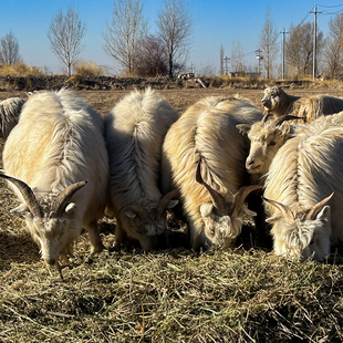 祁连山冰碴驹俐小山羊]甘肃张掖散养草膘羊新鲜羊肉羊排羊腿手把