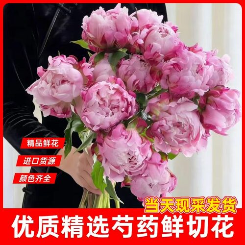 山东芍药鲜切花重瓣鲜花速递家庭插花办公室进口品种生粉珊瑚日落