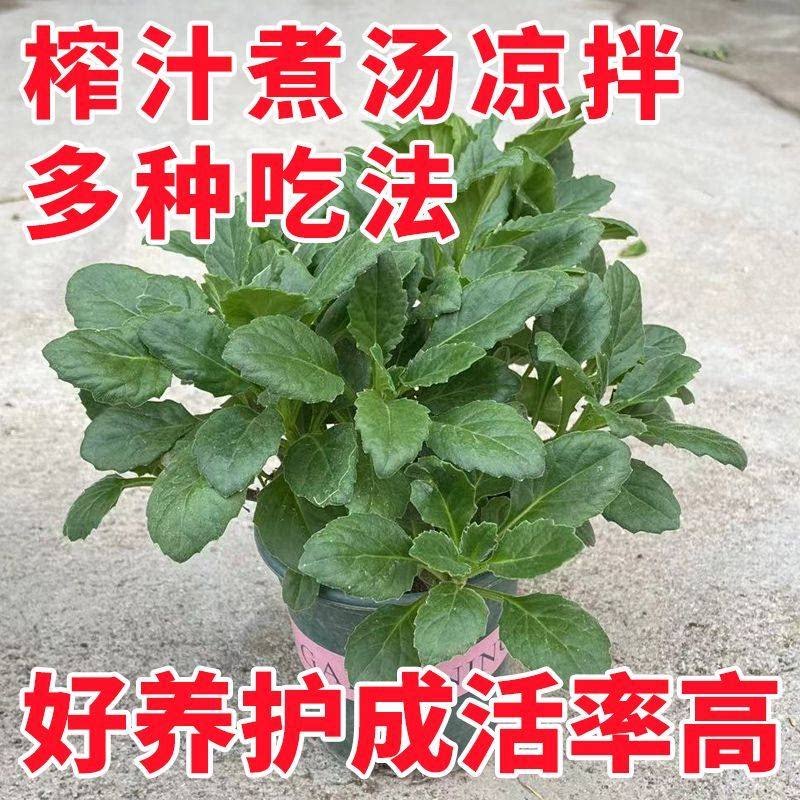 漳州片仔癀草苗养生植物盆栽榨汁桌面绿植