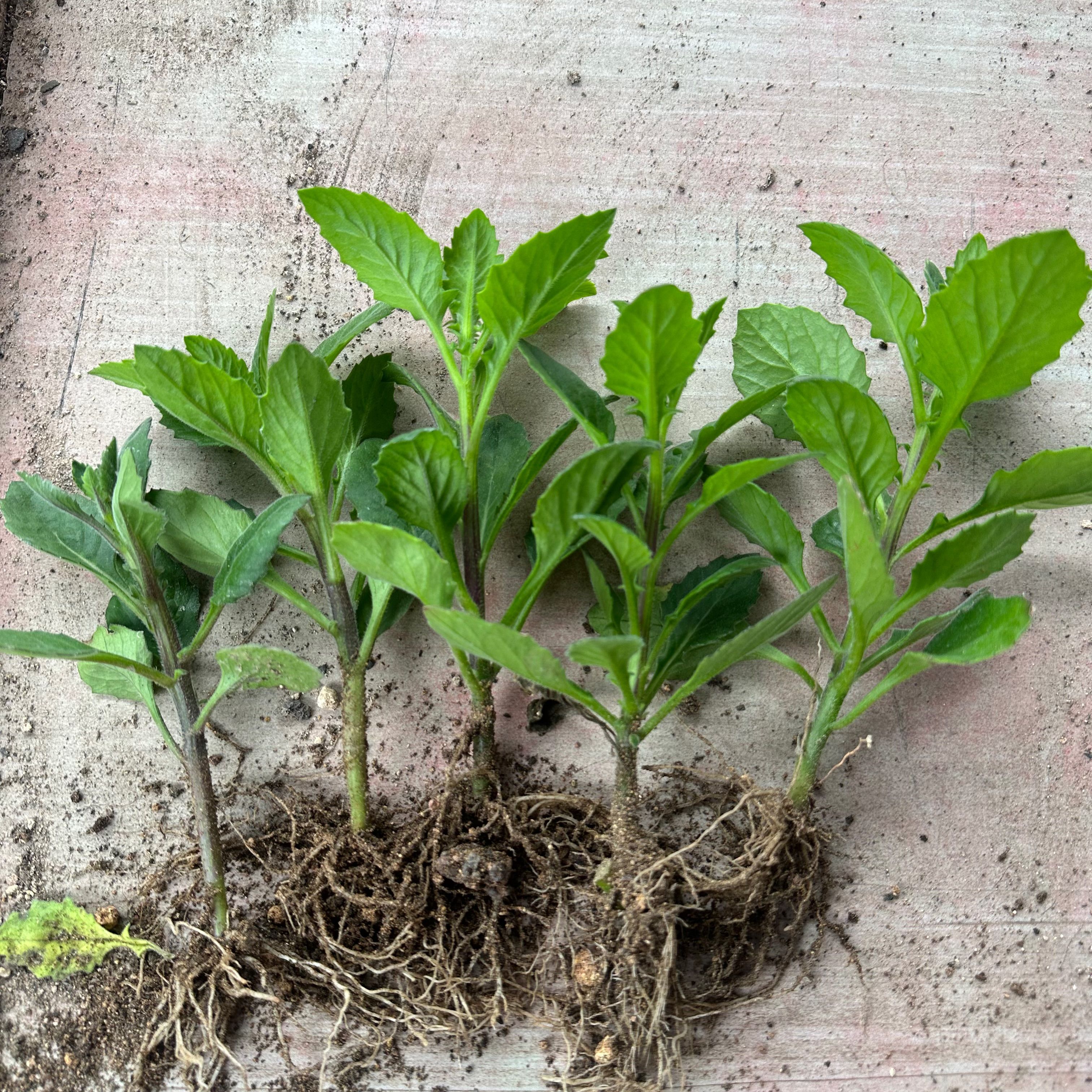 片仔癀草苗盆栽新鲜真品种食用有机天然去火嫩叶鲜叶清热片仔癀草