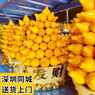 黄金果盆栽五代同堂果过年装饰客厅带果盆景年宵花卉五福同堂深圳