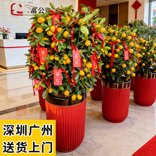 深圳年桔盆栽 四季桔朱砂橘年宵花盆栽新年招财金桔公司大型盆栽