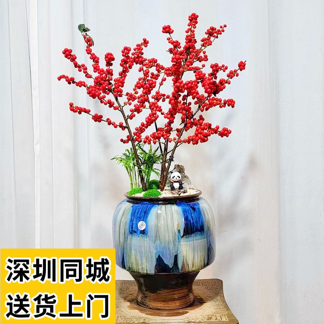 深圳北美冬青盆栽富贵籽春节年宵花喜庆发财果新年红果豆盆景