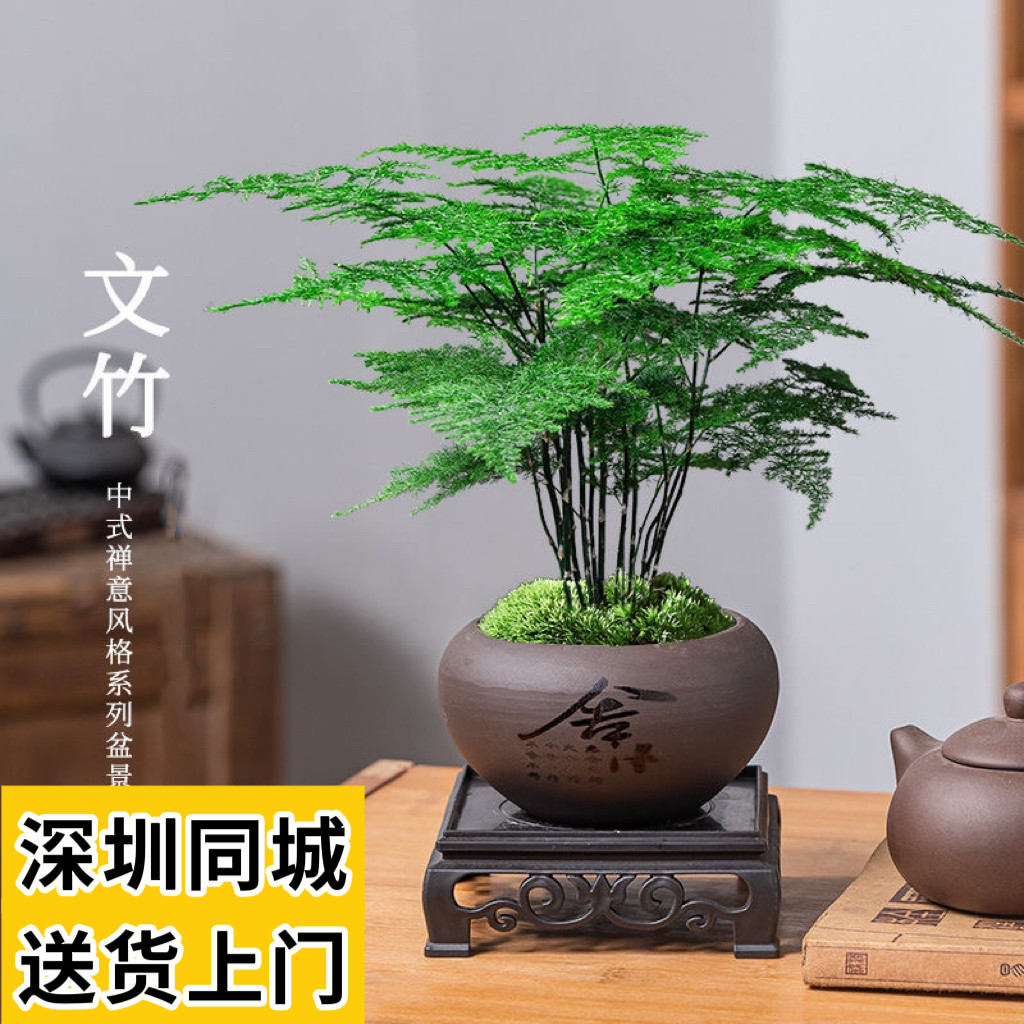 文竹盆栽植物室内花卉盆景客厅办公室桌面小绿植好养云竹四季常青