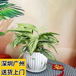 青纹竹芋盆栽办公室桌面书房室内青苹果绿植四季常青耐阴植物