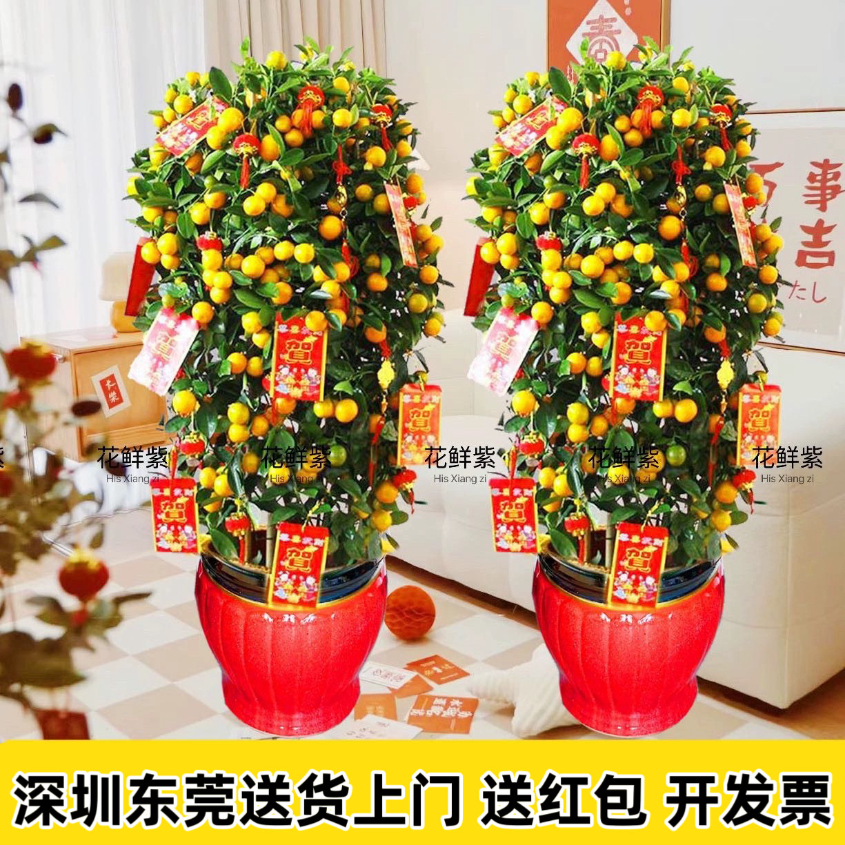 年桔盆栽四季桔朱砂桔带果年宵大型植物桔子树金桔年橘树客厅公司,鲜花速递/花卉仿真/绿植园艺,大型绿植/成品组合盆栽,淘宝优惠券,粉丝福利购,淘宝优惠卷
