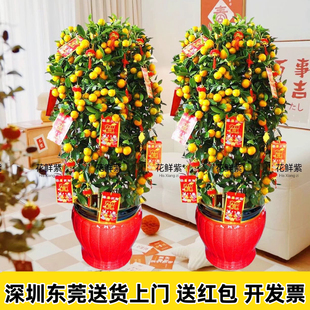 年桔盆栽四季桔朱砂桔带果年宵大型植物桔子树金桔年橘树客厅公司