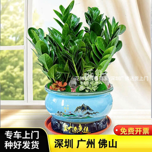 金钱树盆栽招财纳福植物室内客厅办公室桌面绿植大棵送礼花卉盆