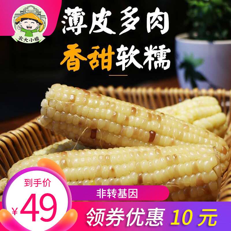 农大小糯10根2000g山东香糯玉米棒非转基因黏玉米真空新鲜粘玉米