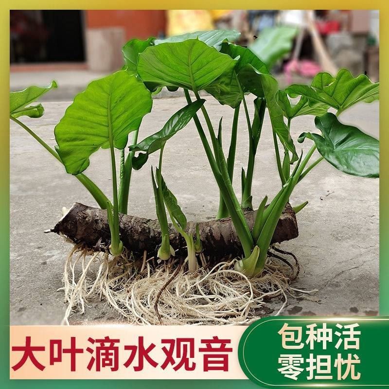 不用见阳光的小网红创意滴水观音绿植书桌摆件无土水培植物好养活