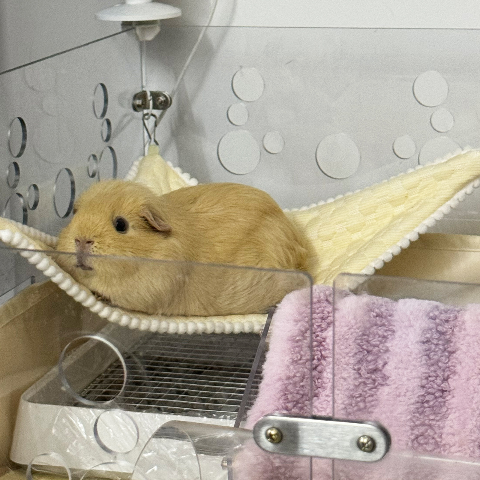 居咪【荷兰猪小凉快冰丝角落吊床】豚鼠兔子夏日冰丝角落笼子装饰