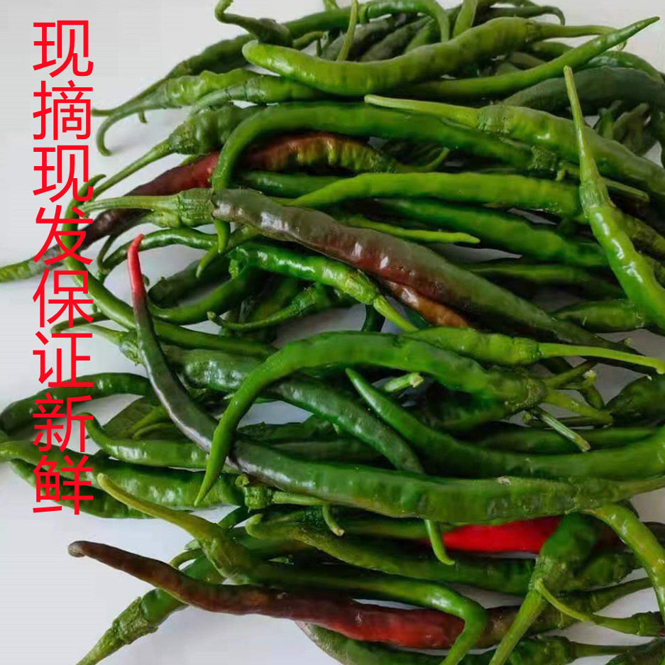 徐州邳州睢宁特产农家种植辣椒新鲜尖椒线椒500克拍两斤包邮江浙
