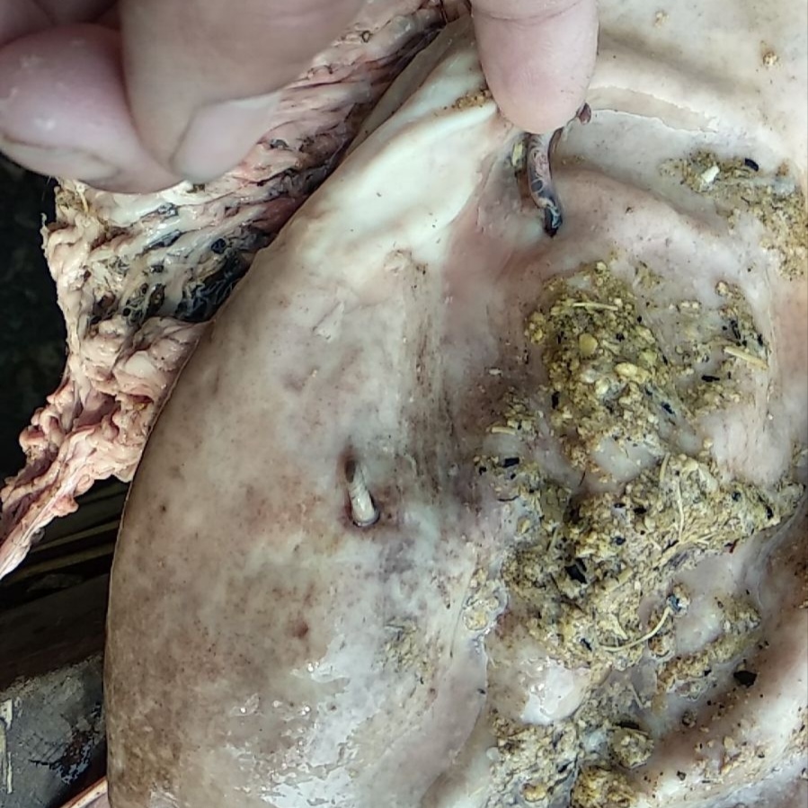 山猪肚正宗新鲜山猪肚跑山猪胃养胃顺丰空运包邮