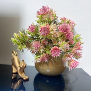 新品 包邮 推荐 稀有花期久全店任意2件 送货上门 南非新娘花