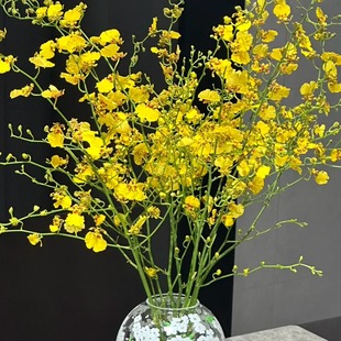 包邮 全店任意2件 云南新鲜鲜花 送货上门 跳舞兰