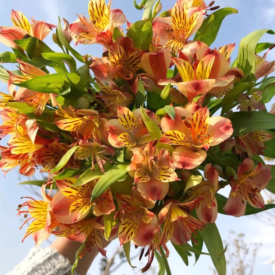 橙色水仙百合10支六出花云南新鲜鲜花全店任意2件顺丰送货上门