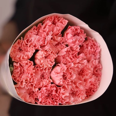 【粉色康乃馨】云南新鲜鲜花全店任意2件包邮送货上门