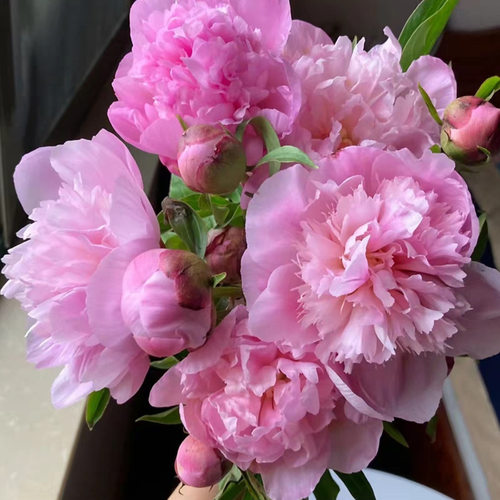 【新品特价福利】成都重瓣芍药 【任意两件发顺丰京东】鲜花