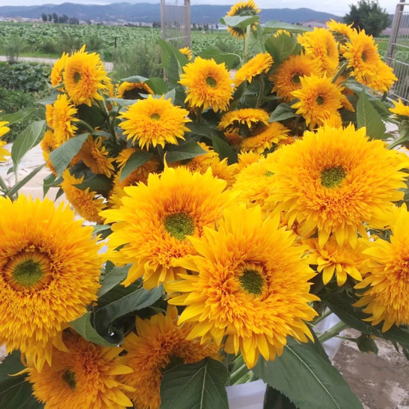 泰迪向日葵鲜花云南鲜花基地水养花应季花 家庭插花生花苞发货