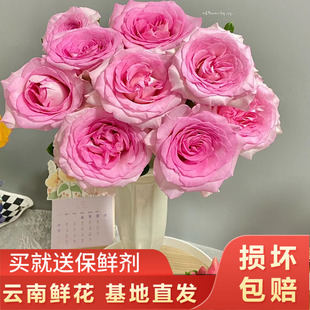 洛神玫瑰好养易开基地直发云南新鲜鲜花全店任意升级快递包邮