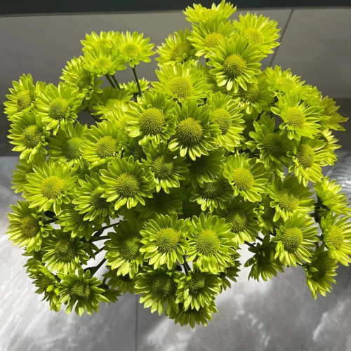 【绿精灵小雏菊10支】云南新鲜鲜花 全店任意两件顺丰京东包邮