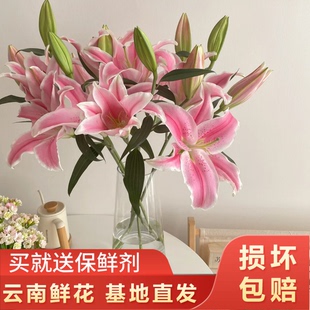 【3支多头粉百合12-15个花苞】云南鲜花全店任意两件顺丰京东包邮
