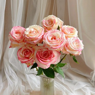 【霓裳玫瑰20支】云南新鲜鲜花 全店任意2件包邮送货上门